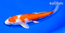 6" HARIWAKE