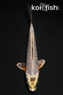 4.25" DOITSU METALLIC OCHIBA SHIGURE