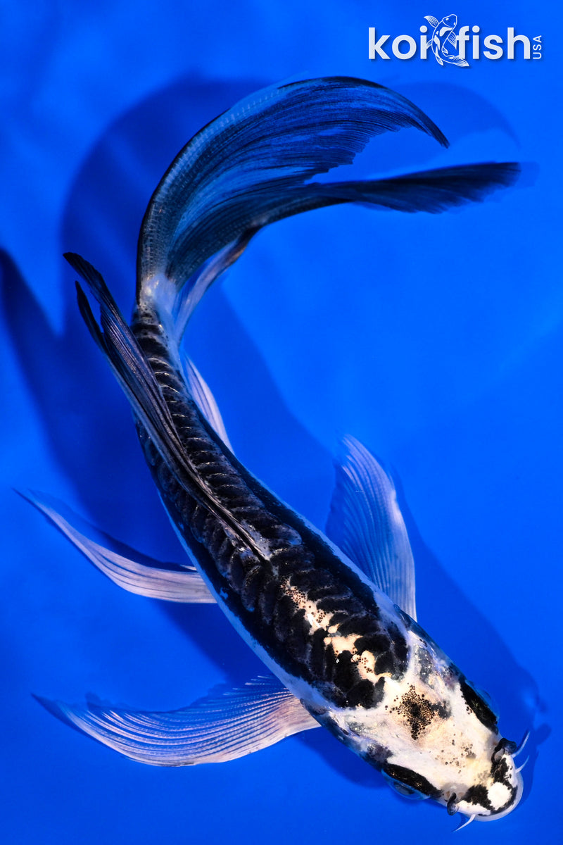 5.5" KIKOKURYU BUTTERFLY