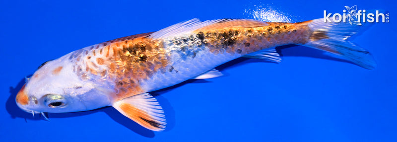 5" GINRIN YAMATO NISHIKI