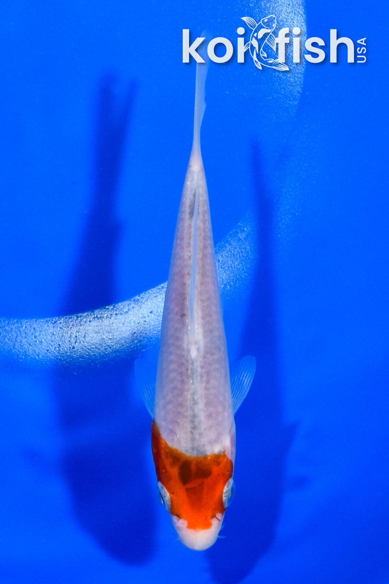 5" GOROMO