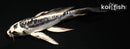 5" KIKOKURYU BUTTERFLY