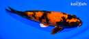 8.25" KIN HI UTSURI