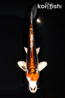 6.75" BENI KIKOKURYU