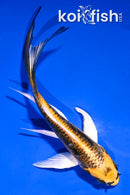 4.5" KIN KIKOKURYU BUTTERFLY