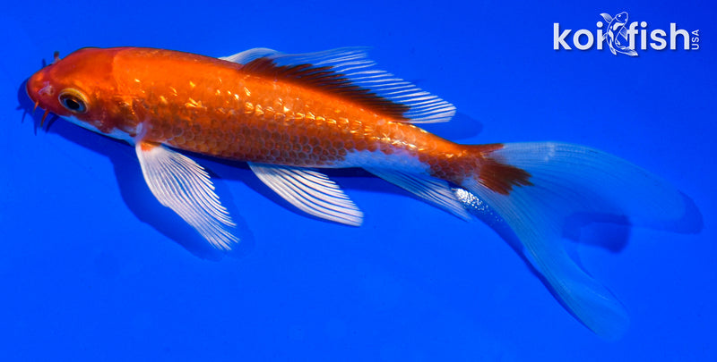 5.5" GINRIN HARIWAKE BUTTERFLY