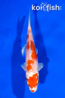 5.5" HARIWAKE