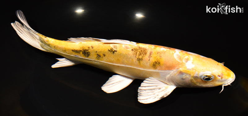 12" HEISEI NISHIKI
