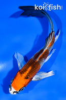 5.5" KUJAKU BUTTERFLY