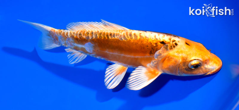 7" ARAGOKE HEISEI NISHIKI