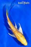 5" GINRIN YAMABUKI OGON BUTTERFLY