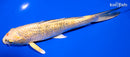 6.5" GINRIN KUJAKU