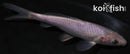 5.75" SORAGOI