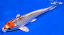 6" KUJAKU