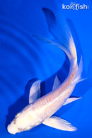 5.5" PLATINUM OGON BUTTERFLY