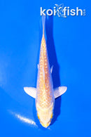 4" GINRIN YAMABUKI OGON