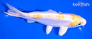 6.5" DOITSU LEMON HARIWAKE
