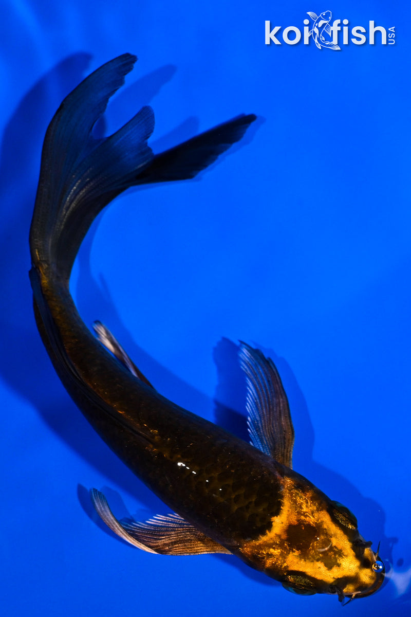 5.5" ORENJI MATSUBA BUTTERFLY