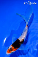 5.5" GINRIN SHOWA BUTTERFLY