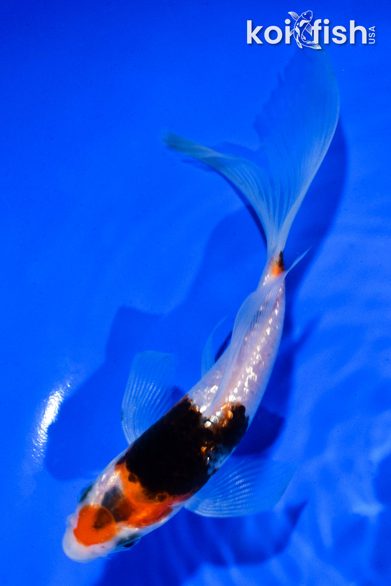 5.5" GINRIN SHOWA BUTTERFLY