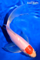 7.75" TANCHO KOHAKU BUTTERFLY