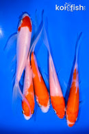 PACK OF (5) 4-5" KOHAKU BUTTERFLY KOI
