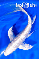 7.5" ARAGOKE PLATINUM OGON BUTTERFLY