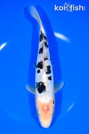 8.25" DOITSU SHIRO BEKKO