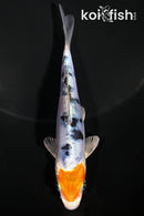 4.75" TANCHO HEISEI NISHIKI