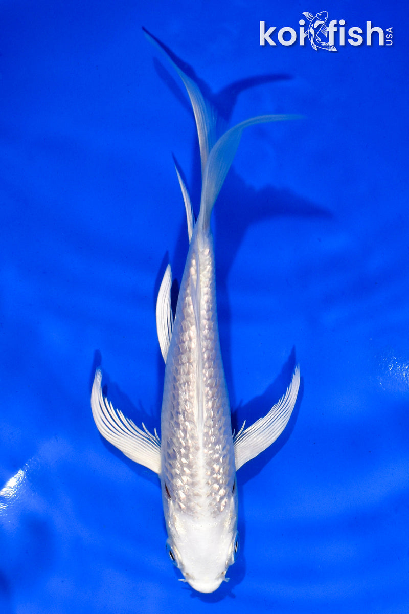 5.5" GINRIN PLATINUM OGON BUTTERFLY