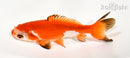 4.5" WAKIN GOLDFISH
