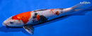 12.75" SANKE