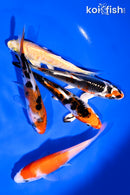 PACK OF (5) 4-5" STANDARD KOI