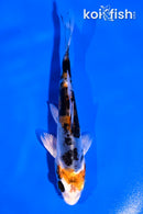 4.5" HEISEI NISHIKI