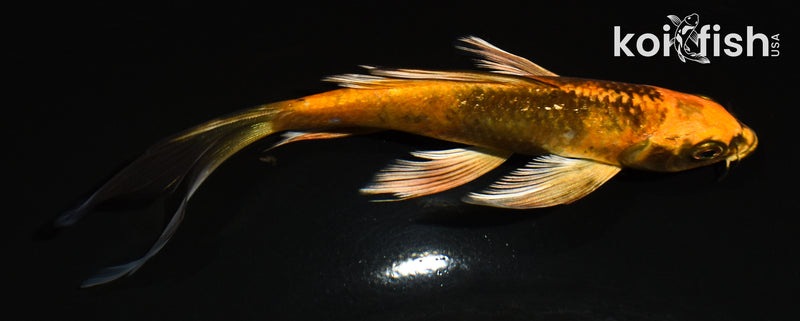 6" KIN HI UTSURI BUTTERFLY