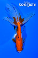 6" WATONAI GOLDFISH