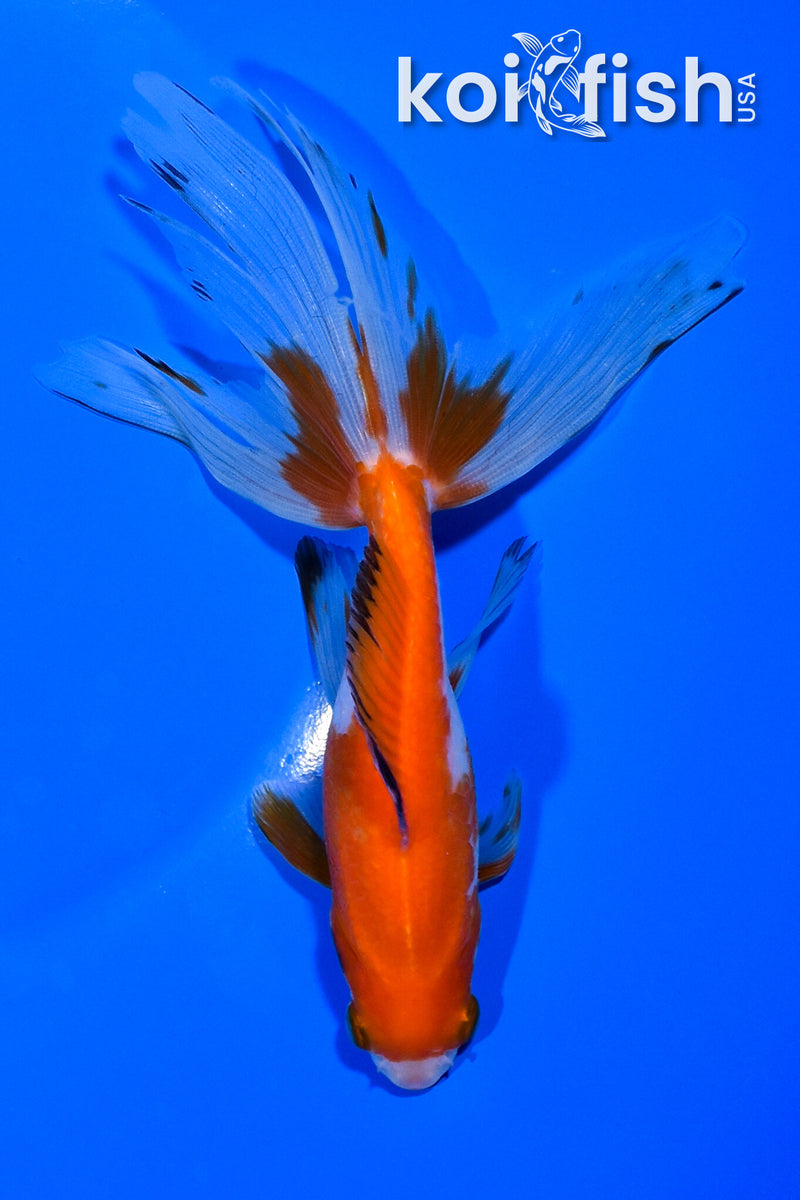 6" WATONAI GOLDFISH