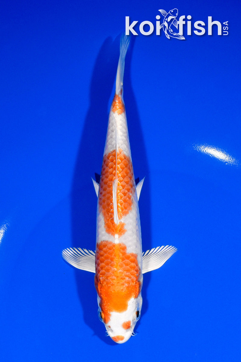 6.5" HARIWAKE