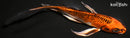 7.75" KUJAKU BUTTERFLY