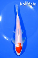7.75" KOHAKU