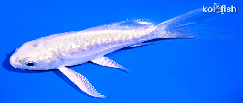 4.5" GINRIN ARAGOKE PLATINUM OGON BUTTERFLY