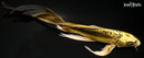 8.25" KIN KIKOKURYU BUTTERFLY