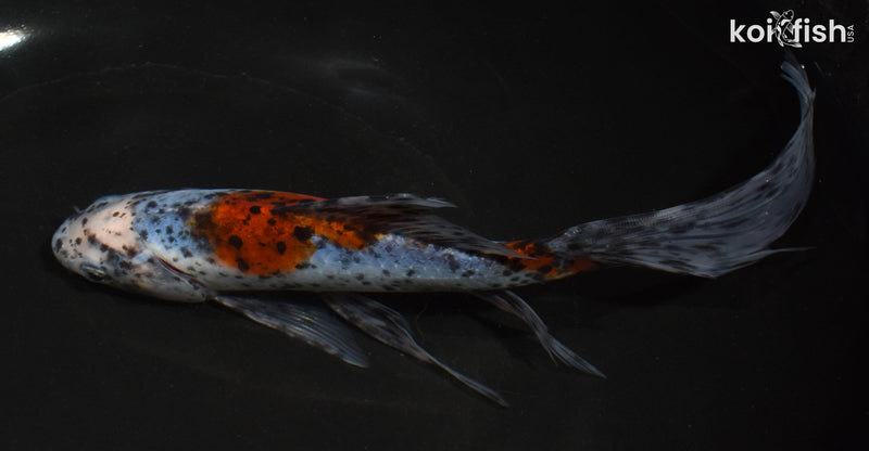 8.5" SHUBUNKIN GOLDFISH