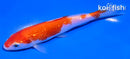 5.5" GINRIN KOHAKU