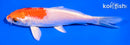 5" HARIWAKE