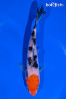 6" SANKE