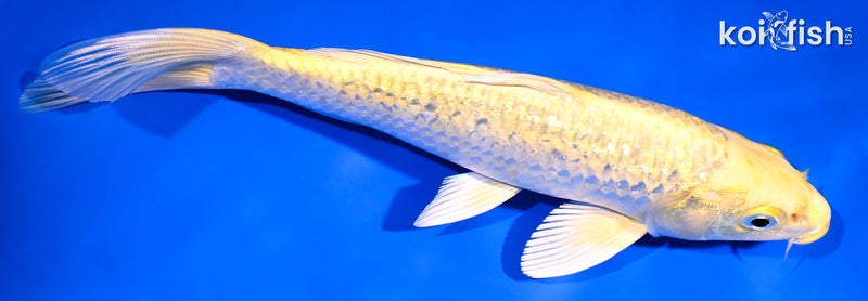 8.75" GINRIN YAMABUKI OGON