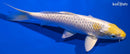 7.25" LEMON HARIWAKE