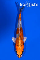 5.5" KUJAKU