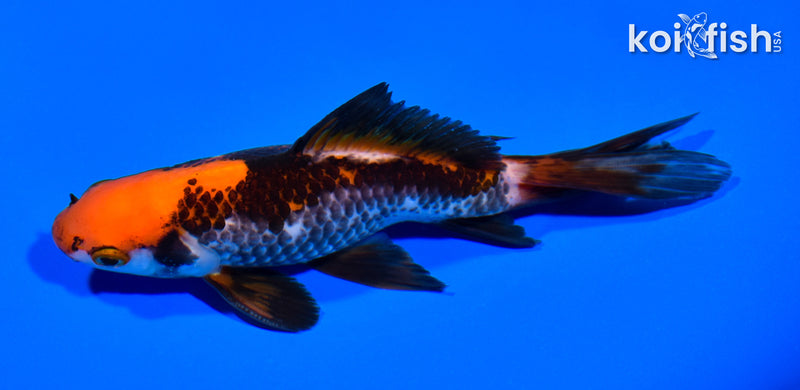 5.75" WAKIN GOLDFISH